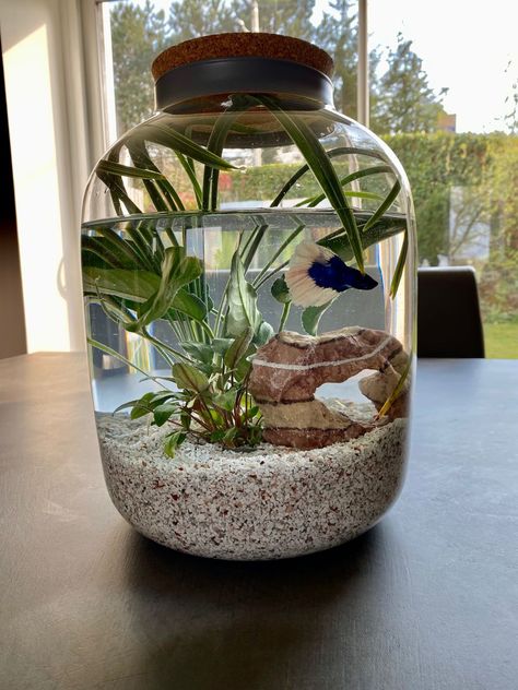 Dorm Fish Tank, Simple Fish Tank Ideas, Small Fish Tank Ideas, Koi Fish Tank, Betta Fish Tank Ideas, Cool Fish Tank Decorations, Water Terrarium, Fish Tank Themes, Taman Air