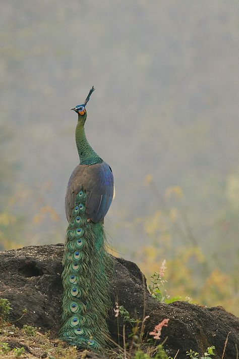 Green Peafowl, Peacock Wallpaper, Big Birds, Three Birds, Autumn Collection, Peacock Green, Big Bird, Wild Birds, Bird Species