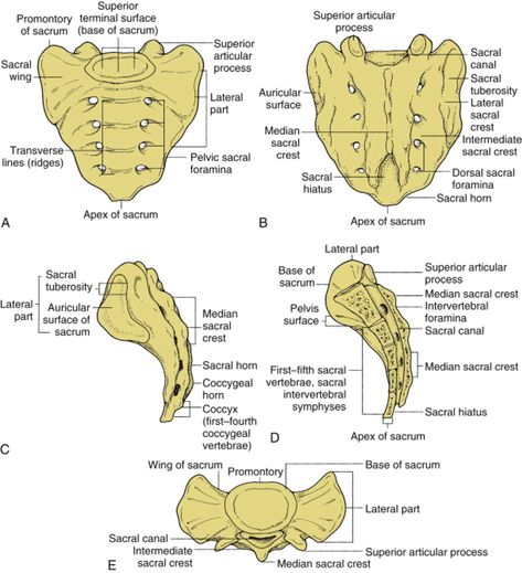 Anatomy of the sacrum in anterior (A), posterior (B), lateral (C),... | Download Scientific Diagram Sacrum Anatomy, Lower Back Anatomy, Anatomy Pictures, Physical Therapy Humor, Cranial Sacral Therapy, Types Of Fractures, Anatomy Organs, Anatomy Images, Therapy Humor