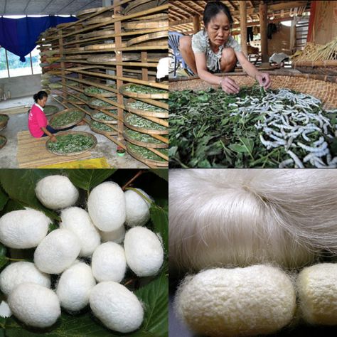 Silk Worm, Mulberry Leaves, Cocoon Silk, Daily Schedule Kids, Silkworm Cocoon, Apj Quotes, Mulberry Leaf, Silk Fiber, Silk Weaving