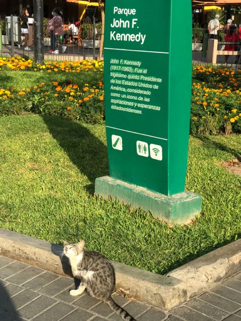 Lima Miraflores, Cute Kitty, Lima Peru, Foto Ideas Instagram, Quito, Peru, Selfies, Garden Sculpture, Travel