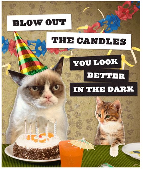 Happy 2nd birthday, Grumpy Cat! Grumpy Cat Birthday, Happy Birthday Animals, Funny Happy Birthday Meme, Humor Birthday, Funny Birthday Meme, Birthday Greetings Funny, Birthday Wishes Funny, Grumpy Cat Humor, Happy Birthday Meme