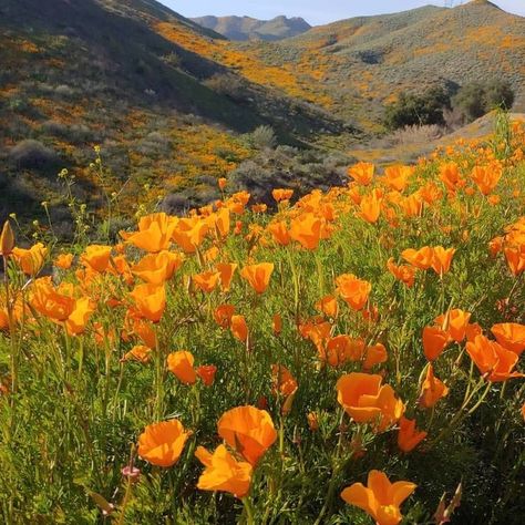 California Poppy Fields Lake Elsinore,California USA by Along The Road To Temecula Valley Lake Elsinore California, Poppy Fields, California Poppies, Temecula California, Lake Elsinore, California Poppy, Poppy Field, California Usa, Beautiful Butterflies