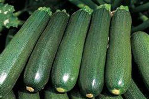 How to grow courgettes / RHS Gardening Vegetable Marrow, Growing Zucchini, Zucchini Recipes Healthy, Zucchini Banana Bread, Green Zucchini, Onion Bulbs, Squash Seeds, Zucchini Squash, Zucchini Bread Recipes