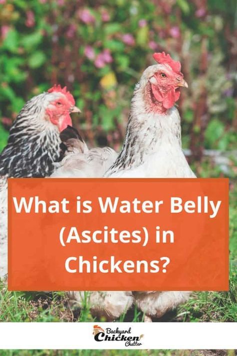 Water belly is not fun, that’s for sure. We want our chickens to live long and happy lives without any pain. But, your chicken can still have that with constant supervision and regular draining. Read full post! Water Belly In Chickens, Welsummer Chicken, Chicken Breeds For Eggs, Swollen Belly, What Is Water, Chicken Farming, Backyard Chicken Farming, Chicken Ideas, Chicken Health