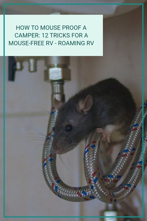 Our guide will help you find an answer to the question, how to mouse proof a camper by showing you 12 amazing tricks and ideas that certainly work Mouse Proofing Camper, How To Keep Mice Out Of Camper, Mouse Deterrent, Rv Videos, Rv Gear, Getting Rid Of Mice, Summer Cabin, Rv Cover, Mouse Hole