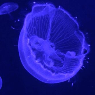 Sea Stimboard, Blue Stim Gif, Fish Stimboard, Dark Blue Stim Gif, Jellyfish Gif, Water Stimboard Gifs, Jellyfish Stimboard, Stimboard Gifs, Sensory Images