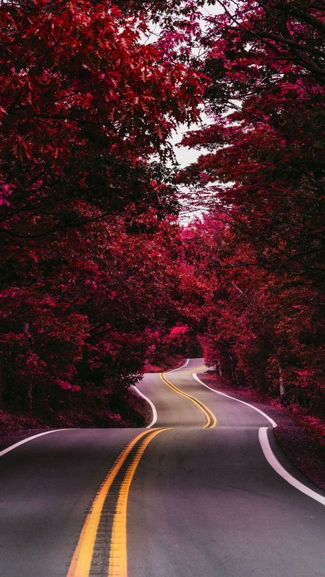 Wallpaper Red Forest Wallpaper, Cool Facts, Red Forest, Love Pink Wallpaper, Flower Iphone Wallpaper, Iphone Wallpaper Photos, Weather And Climate, Beautiful Wallpapers Backgrounds, Forest Wallpaper