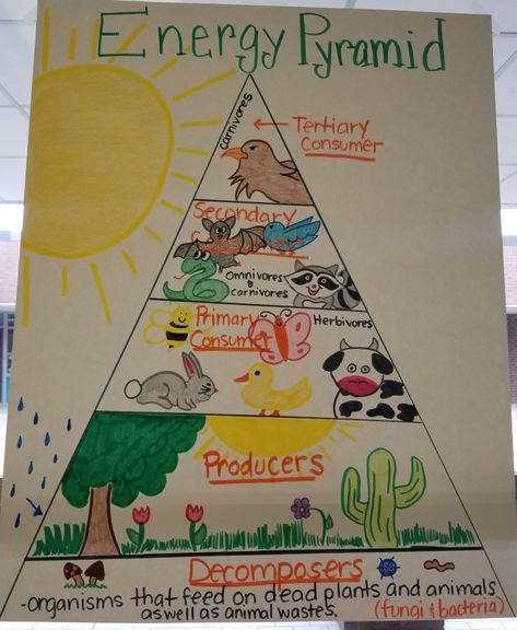 Energy Pyramid Project, Evs Activities For Grade 3, Ecosystem Projects 3rd Grade, Ecosystem Activities 3rd, Ecosystem Lessons, Types Of Ecosystems, Teaching Ecosystems, Learning Websites For Kids, Sixth Grade Science