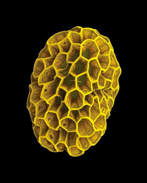 Microscopic Photography of Tiny Plant Structures Rob Kesseler, Microscopic Photography, Plant Structure, Micro Photography, Microscopic Images, Natural Structures, Microscopes, Tech Art, Tiny Plants