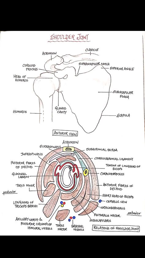 anatomical relations of shoulder joint Shoulder Joints Anatomy Notes, Shoulder Anatomy Drawing, Mri Study Guide, Bony Landmarks, Shoulder Anatomy, Anatomy Notes, Nerve Anatomy, Physical Therapy School, Anatomy Bones