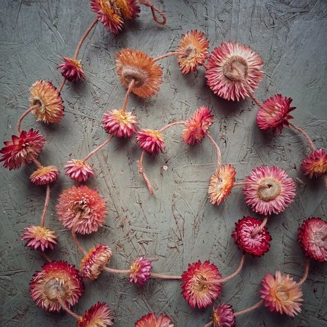 Straw Flower Garland, Strawflower Garland, Nature Craft, Flower Farmer, Seed Saving, Nature Crafts, Shades Of Pink, I Can't Wait, Flower Field