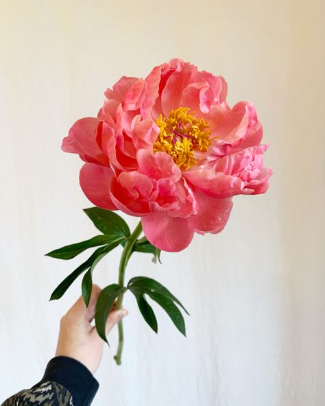 Single Peony Bouquet, Coral Charm Peonies, Coral Peony Bouquet, Peonies And Tulips, Coral Peony, Bouquet Of Peonies, Peach Peony, Artwork Flowers, Flowers To Go