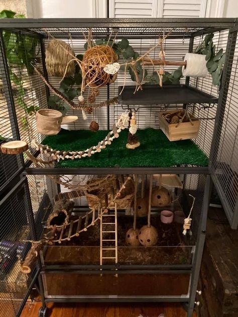 Rat Cage Decor, Critter Nation Cage Ideas Pet Rats, Rat Food Recipe, Mice Enclosure Ideas, Bioactive Rat Cage, Aesthetic Rat Cage, Critter Nation Cage Ideas, Pet Rat Cages Ideas, Rat Setup