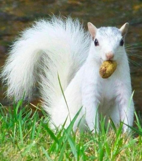 Albino Squirrel, Rare Albino Animals, White Squirrel, Regnul Animal, Albino Animals, Animale Rare, Cute Squirrel, Unusual Animals, Rare Animals