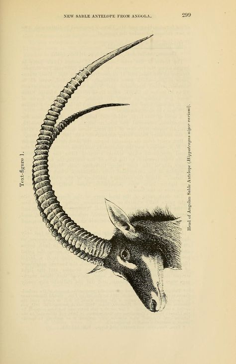 Antelope Art, Zoological Illustration, Sable Antelope, Africa Tattoos, African Tattoo, London Free, Tattoo Illustration, Vintage Illustrations, Scientific Illustration