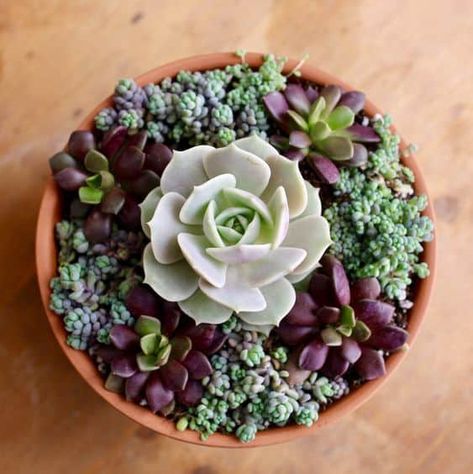 Succulent Tips, Echeveria Types, Garden Arrangement, Succulent Ideas, Succulent Bowls, Succulent Garden Indoor, Purple Succulents, Succulent Garden Design, Succulent Gardens