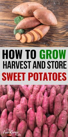 Sweet Potato Growing Tips, Growing Veggies In Containers, Sweet Potatoes Growing, Tips For Growing Potatoes, Potato Gardening Ideas, How To Grow Sweet Potatoes In Containers, How To Plant Sweet Potatoes, How To Grow Potatoes From Potatoes, When To Plant Sweet Potatoes