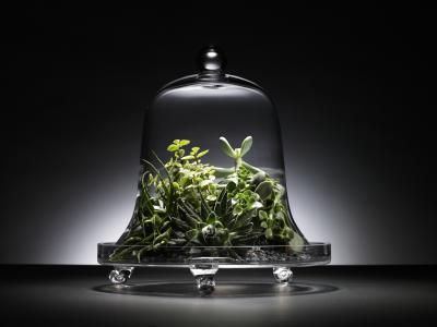 What Plants Go Under a Glass Cloche? - READ THIS SITE FOR LOTS OF INFORMATION. Closed Terrarium Plants, Orchid Terrarium, Closed Terrarium, Growing Vegetables Indoors, Build A Terrarium, Garden Cloche, Terrarium Wedding, Small Terrarium, Portable Garden