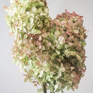 Pg Hydrangea Stemmed Green Two Tone Pink And Green Hydrangea, Pink Hydrangea Wedding, Incrediball Hydrangea, Hardy Hydrangea, Preserved Hydrangea, Wedding Flowers Hydrangea, Vintage Bouquet Wedding, Oakleaf Hydrangea, Hydrangea Colors