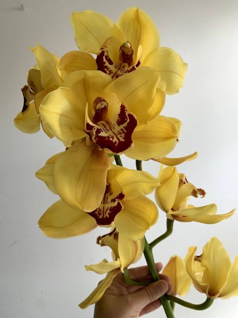 Yellow Orchid Aesthetic, Yellow Orchids Centerpiece, Yellow Flowers Aesthetic, Yellow Orchid Flower, Orchid Yellow, Orchid Photography, Orchid Flower Arrangements, Cymbidium Orchid, Yellow Orchid