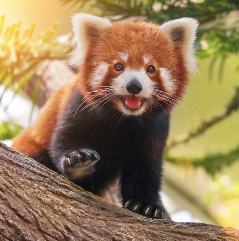 Panda Facts For Kids, Baby Red Pandas, Red Panda Images, Panda Tree, Panda Background, Panda Facts, Panda Day, Red Panda Cute, Red Panda Baby