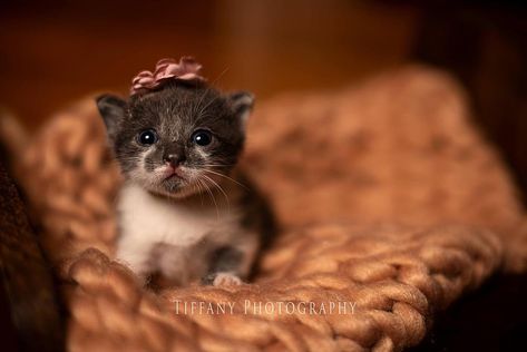 Cute Kitten Photoshoot Ideas, Kitten Photoshoot Ideas, Cat Photoshoot Ideas, Kitten Photoshoot, Puppy Background, Spain Benidorm, Kitten Lady, Puppy Backgrounds, Art Photoshoot