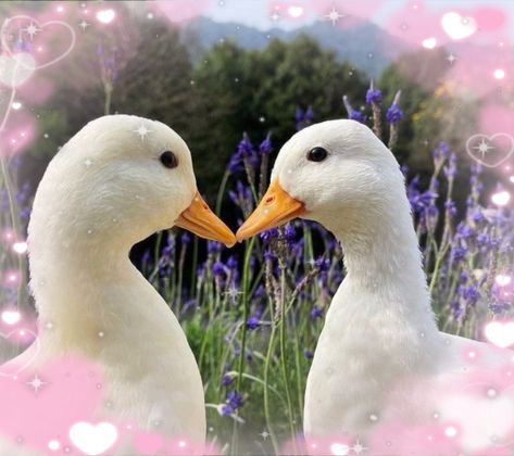 Duck Reference, Duck Couple, Duck Pictures, Duck Photo, Pet Ducks, Cute Ducklings, Funny Duck, Baby Ducks, Silly Animals