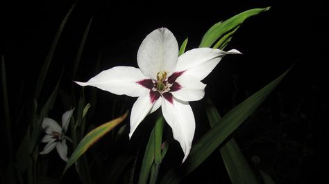 Star Gladiolus Black Star Gladiolus, Blossom, Stars, Plants