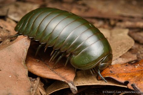 Name: Giant Pill Millipede (Zoosphaerium neptunus); Range: Madagascar Pill Millipede, Millipedes, Pill Bug, Centipedes, American Giant, Arthropods, Game Video, Little Critter, Madagascar