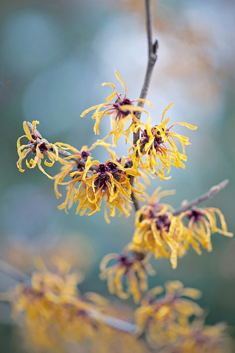 Night Lyrics, Winter Window Boxes, Colorful Shrubs, Winter Shrubs, Twig Dogwood, Gardening Trends, Winter Plants, Have Inspiration, Late Fall