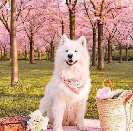 Samoyed Dog, Samoyed Puppy, Dog Aesthetic, Samoyed Dogs, Bear Dog, Girl Dog, Fluffy Dogs, Cute Dogs And Puppies, Baby Dogs