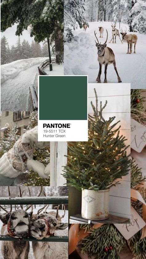 Winter Green, Green Palette, Green Christmas, Christmas Aesthetic, Pale Green, Hunter Green, Scotland, Wallpapers, Green