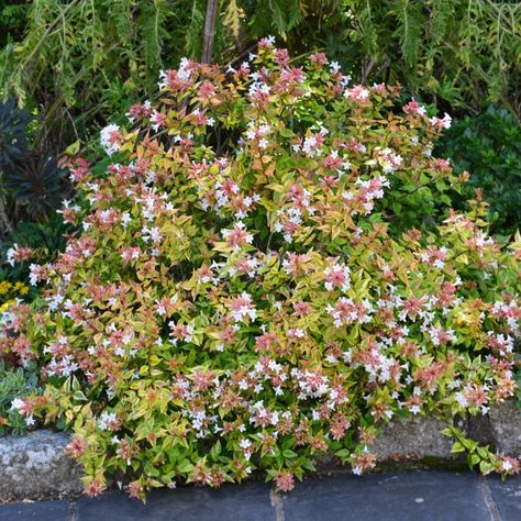 Abelia Kaleidoscope Landscaping Ideas, Kaleidoscope Abelia, Abelia Kaleidoscope, Country Sides, Kalmia Latifolia, David Burke, Backyard Plants, Mercer Island, Garden Shrubs