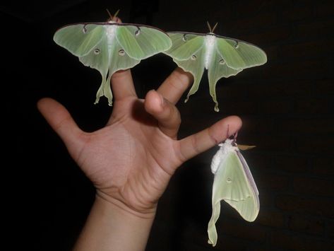 Actias luna — “Luna Moth” Giant Aesthetic, Luna Aesthetic, Giant Moth, Guardians Of Childhood, Luna Moth, Deciduous Trees, Gentle Giant, Homestuck, Character Aesthetic