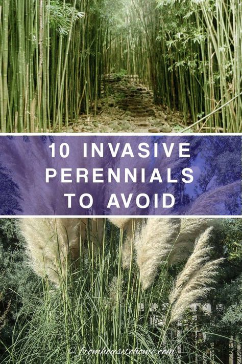 Invasive Plants: 10 Beautiful But Invasive Perennials You Do Not Want In Your Garden | Gardening Japanese Inspired Garden, Wisteria Plant, Autumn Clematis, House To Home, Perennial Grasses, Full Sun Perennials, Full Sun Plants, Sun Perennials, Invasive Plants