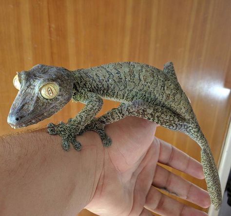 Uroplatus fimbriatus, giant leaf-tailed gecko — photo by James Muenchen Leachianus Gecko, Knobtail Gecko, Types Of Geckos Pets, Giant Leaf Tailed Gecko, Satanic Leaf Tailed Gecko, Pet Lizards, Little Live Pets, Reptile Room, Pet 1