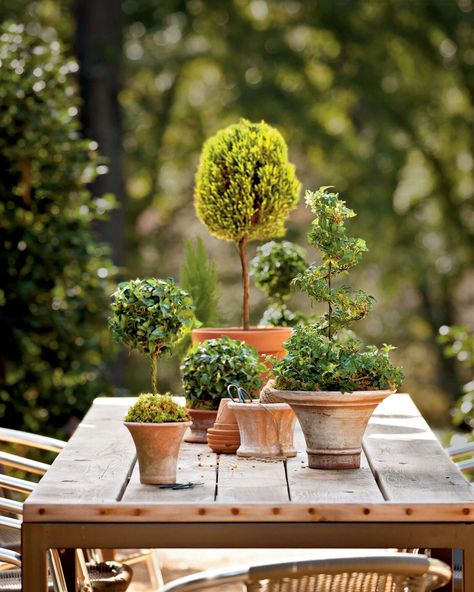 Potted English Ivy Topiaries Lemon Cypress, Container Gardening Ideas, English Ivy, Topiary Trees, Garden Containers, Topiaries, Window Box, Garden Table, Shade Garden