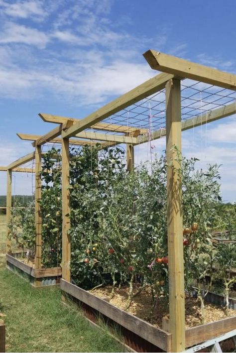 Cucumber Gardening, Backyard Greenhouse, Kitchen Remodel Ideas, Garden Veggies, Garden Design Plans, Home Vegetable Garden, Remodel Kitchen, Island Kitchen, Vegetable Garden Design