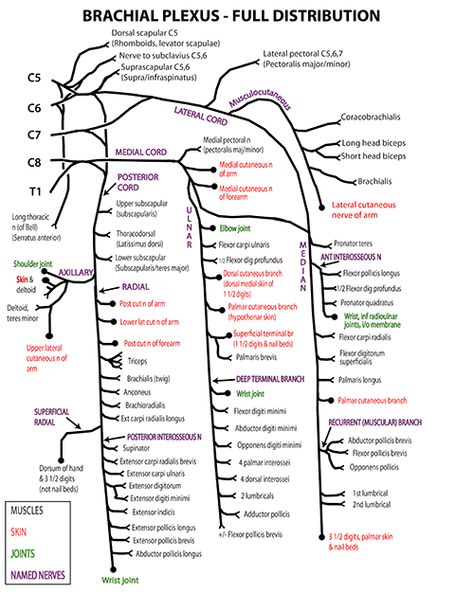 Instant Anatomy - Diagram Nerve Innervation Anatomy, Nerves Of Upper Limb, Innervation Of Upper Limb, Axilla Anatomy, Lumbar Plexus, Limb Anatomy, Pnf Stretching, Pt School, Brachial Plexus