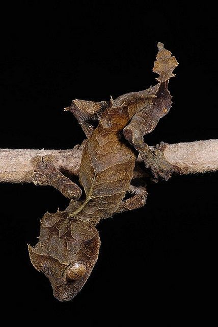 Leaf gecko Akhal-teke, Cute Reptiles, Terraria, Reptiles Pet, Pet Hacks, Weird Creatures, Reptiles And Amphibians, Weird Animals, Animals Of The World