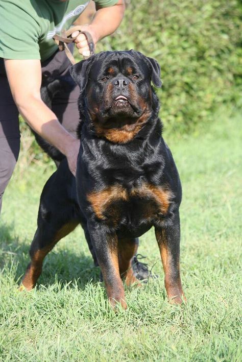 Rottweiler Pups, Rottweiler Pictures, Rottweiler Training, German Dog Breeds, Protective Dogs, Spoiled Pets, Rottweiler Love, Guard Dog, Puppy Treats