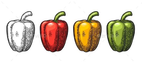 Bell Pepper Tattoo Design, Bell Pepper Tattoo, Bell Pepper Pizza, Pepper Tattoo, Louisiana Tattoo, Chef Tattoo, Menu Poster, Engraved Illustration, Dotted Drawings