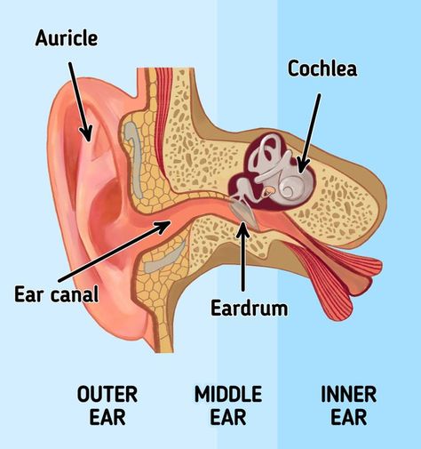 Anatomy Of Ear, The Ear Anatomy, Ear Biology, Middle Ear Anatomy, Outer Ear Anatomy, Meneires Disease, Structure Of Human Ear, Ear Anatomy, Inner Ear