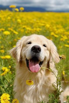 Golden Retriever Flowers, Golden Retriever Wallpaper, Adorable Golden Retriever, Golden Retriever Baby, Dog At Home, Train A Dog, Cute Dog Wallpaper, Golden Doodles, What Kind Of Dog