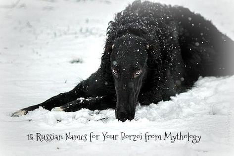 Black Borzoi, Russian Wolfhound, Borzoi Dog, Sight Hounds, The Ancient Magus Bride, Airedale Terrier, Guard Dogs, Black Dog, Whippet