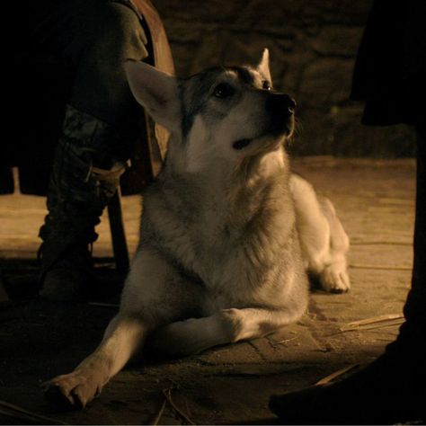 greywind (robb stark's direwolf) screencap & pfp ; game of thrones - season 1, episode 8 'the pointy end' Greywind Game Of Thrones, Game Of Thrones Pfp, Robb Stark Aesthetic, Stark Direwolf, Game Of Thrones Aesthetic, Stark Aesthetic, Game Of Thrones Episodes, Robb Stark, Dire Wolf