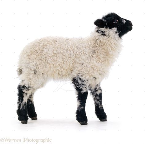 Shropshire x Rough Fell lamb photo - WP02479 Lamb Looking Up, Lamb Photo, Rabbit Standing, Fluffy Rabbit, Wolf Teeth, Sheep Art, Baby Lamb, White Background Photo, Background Photo