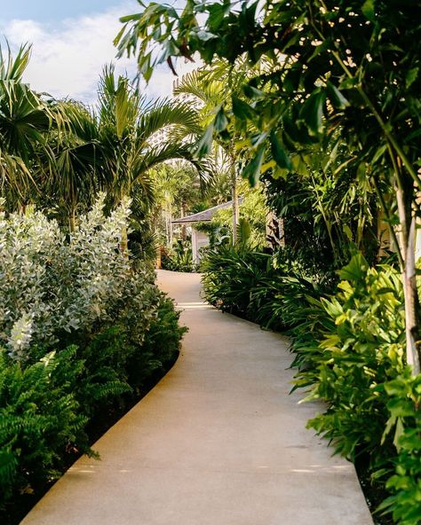 Lush, palm-lined walkways at Rosewood Baha Mar. Rosewood Baha Mar, Baha Mar, Bahamas Resorts, Hotel Facade, Desert Resort, Tropical Garden Design, Nassau Bahamas, Garden Design Plans, Landscape Concept