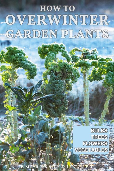 Overwintering Plants, Canadian Gardening, Colorado Kitchen, What To Plant When, Planting Bulbs In Spring, Cold Climate Gardening, Kitchen Gardening, Beginner Gardening, Winter Gardening